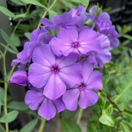 Флокс метельчатый Аметист