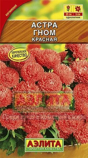 Астра Гном красная