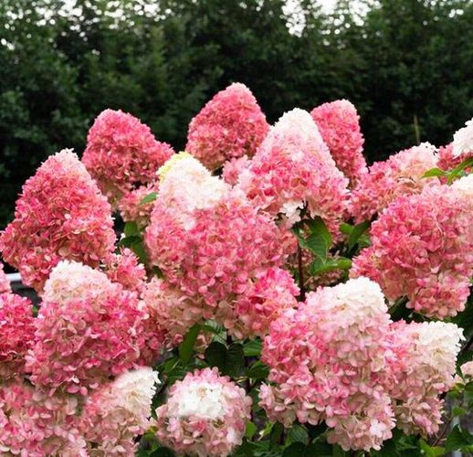 Гортензия Строберри Блоссом Strawberry BlossomStrawberry blossom  